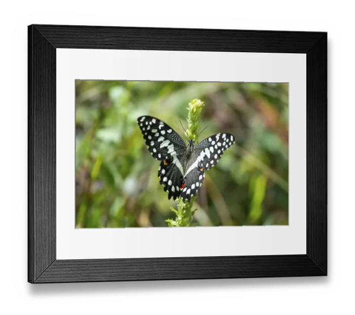 Framed Print : Chequered Swallowtail (Papilio demoleus)