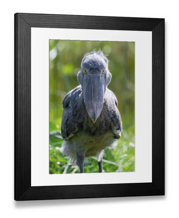 Framed Print : Serious animal portrait, shoebill (Balaeniceps rex) in the swamps of Mabamba