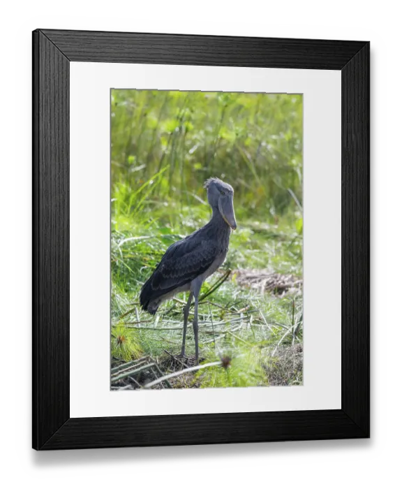 Framed Print : Shoebill (Balaeniceps rex) in the swamps of Mabamba between Papyrus