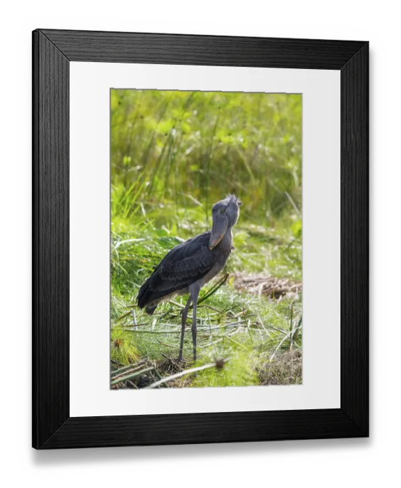 Framed Print : Shoebill (Balaeniceps rex) in the swamps of Mabamba between Papyrus Framed Print : Shoebill (Balaeniceps rex) in the swamps of Mabamba between Papyrus