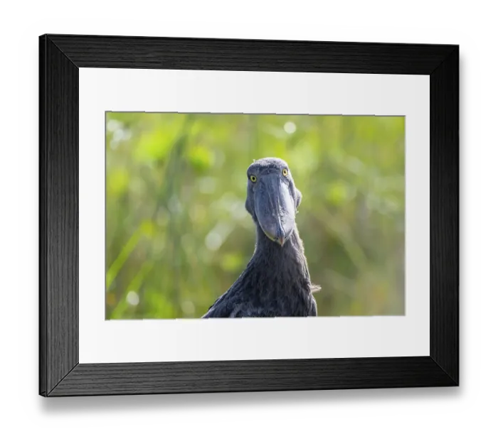 Framed Print : Funny animal portrait, shoebill (Balaeniceps rex) in the swamps of Mabamba Framed Print : Funny animal portrait, shoebill (Balaeniceps rex) in the swamps of Mabamba