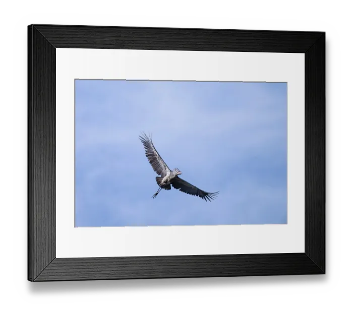 Framed Print : Shoebill (Balaeniceps rex) in flight Framed Print : Shoebill (Balaeniceps rex) in flight