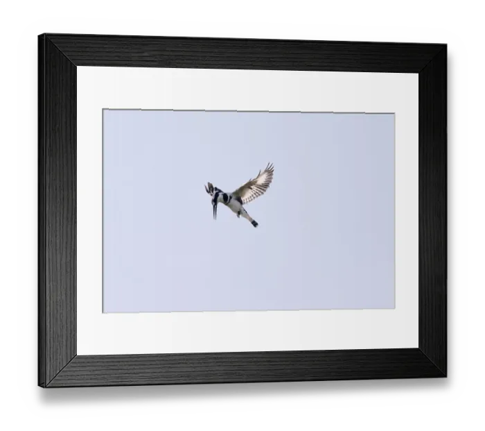 Framed Print : Grey Kingfisher (Ceryle rudis)