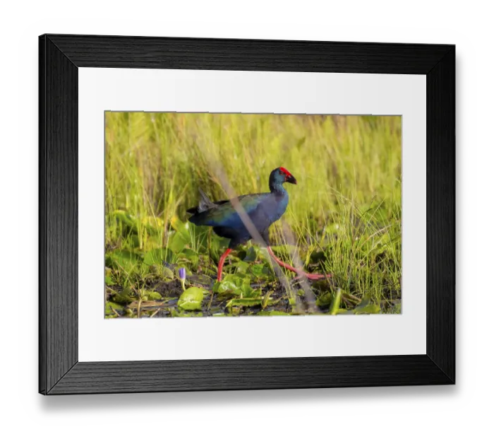 Framed Print : Emerald partridge (Porphyrio madagascariensis) Framed Print : Emerald partridge (Porphyrio madagascariensis)