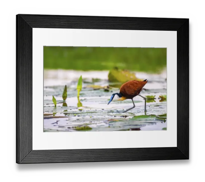 Framed Print : Blue-fronted Jacana (Actophilornis africanus)