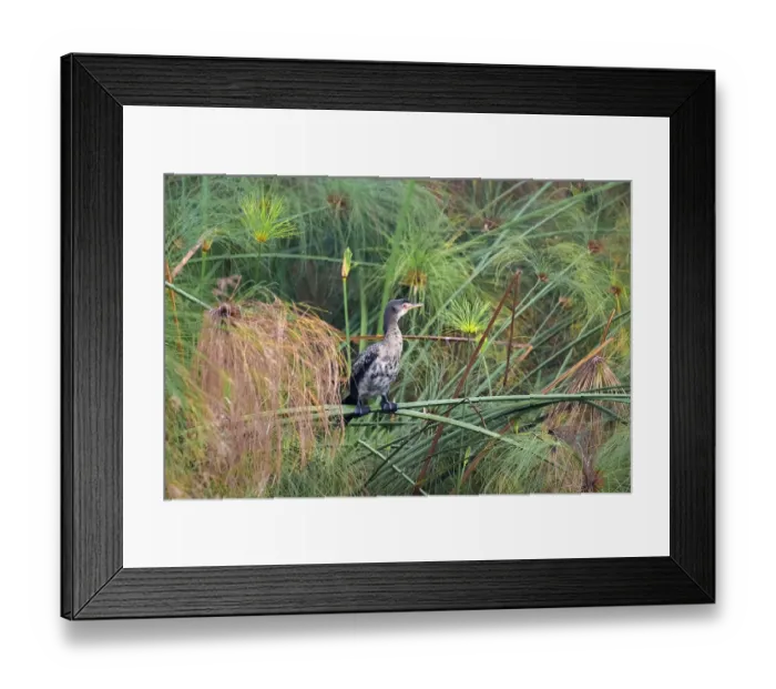 Framed Print : Reed Cormorant (Phalacrocorax africanus)