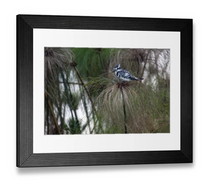Framed Print : Grey Kingfisher (Ceryle rudis) bird sitting on papyrus