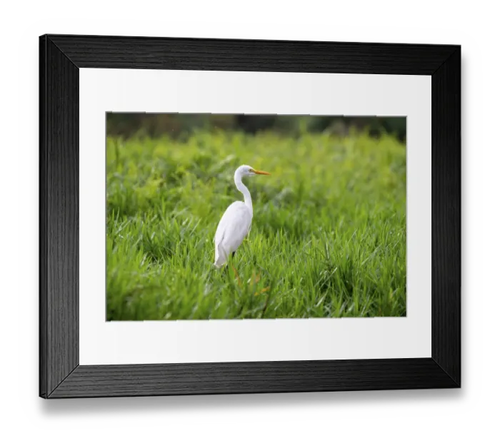Framed Print : Great White Egret (Ardea alba) Framed Print : Great White Egret (Ardea alba)