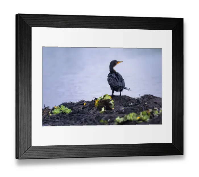 Framed Print : Reed Cormorant (Phalacrocorax africanus)