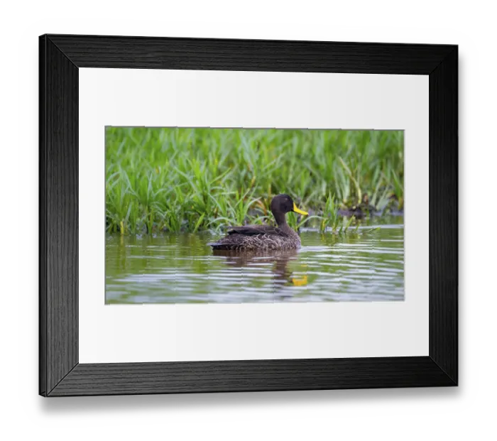 Framed Print : Yellow-billed duck (Anas undulata) swimming in the water