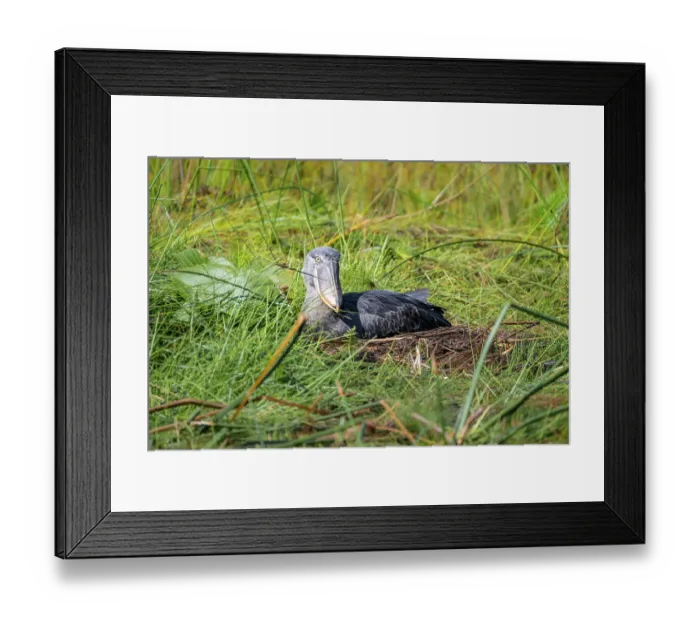 Framed Print : Shoebill (Balaeniceps rex), young bird sitting in nest
