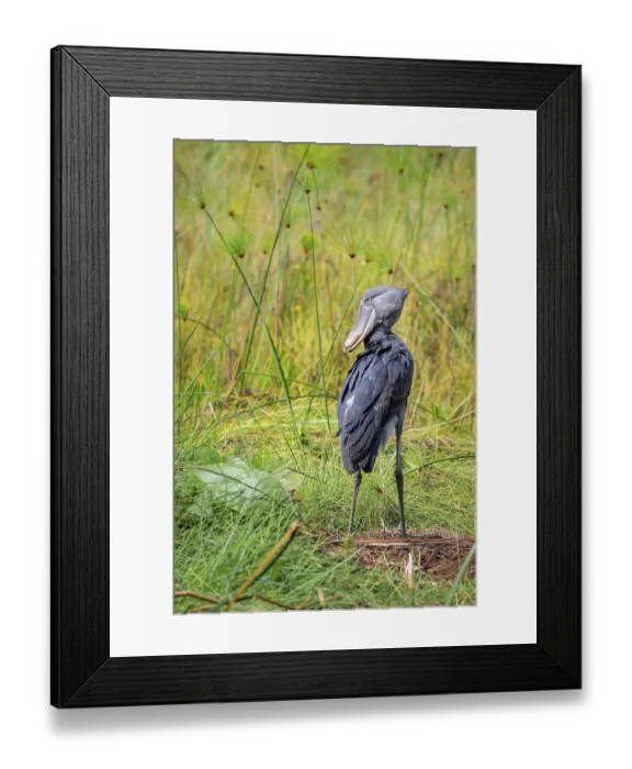 Framed Print : Shoebill (Balaeniceps rex), young bird standing in nest