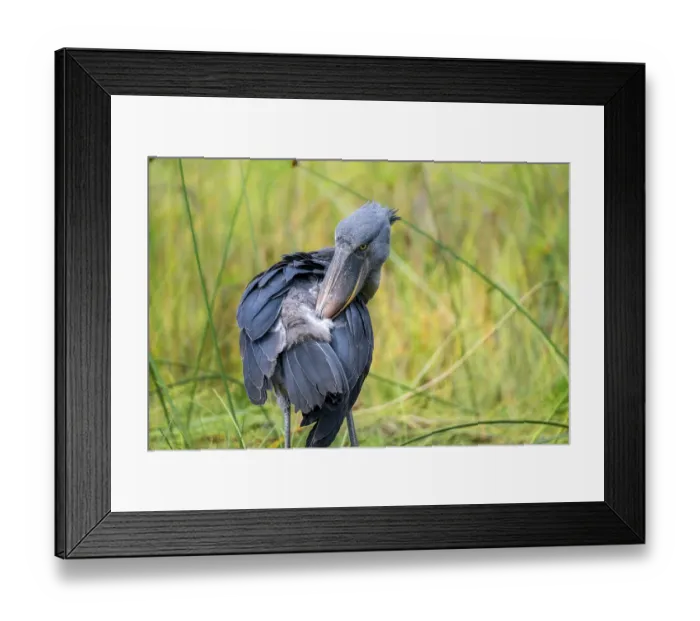 Framed Print : Shoebill (Balaeniceps rex), young bird grooming its feathers Framed Print : Shoebill (Balaeniceps rex), young bird grooming its feathers