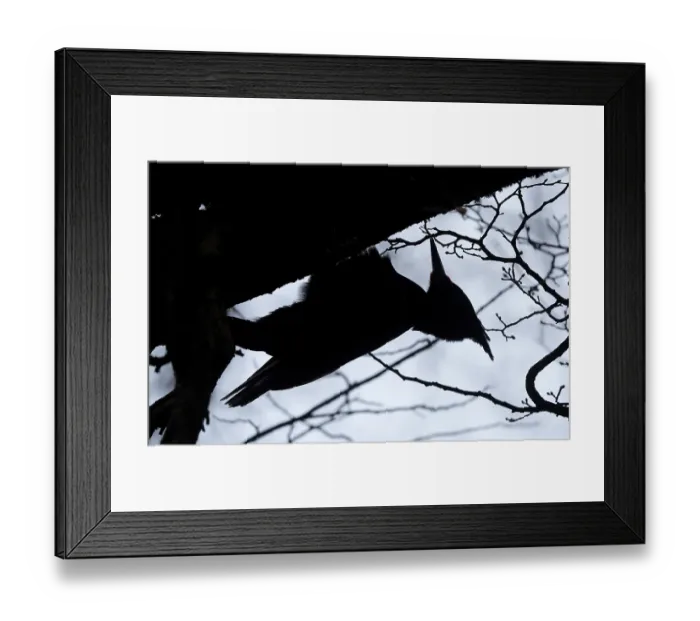 Framed Print : Magellanic Woodpecker (Campephilus magellanicus) male