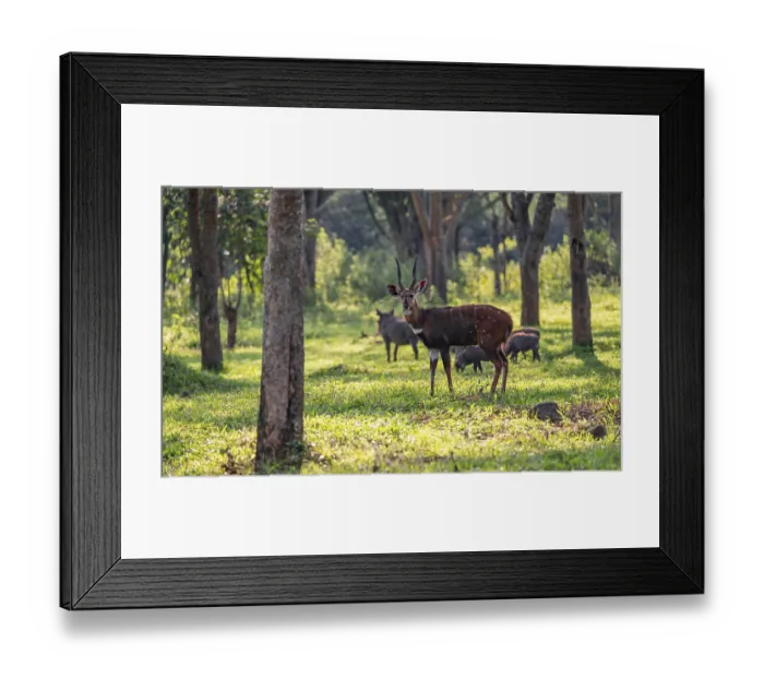 Framed Print : Cape bushbuck (Tragelaphus sylvaticus) Framed Print : Cape bushbuck (Tragelaphus sylvaticus)