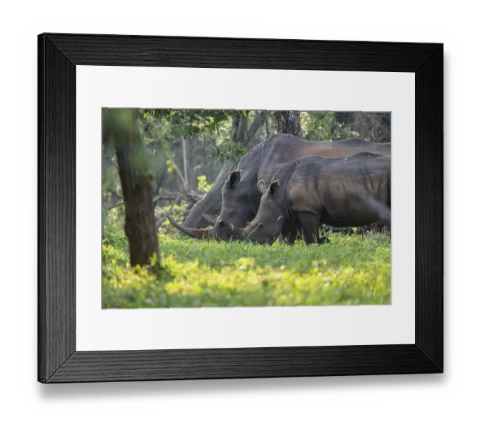 Framed Print : Two animals, Southern white rhinoceros (Ceratotherium simum simum)