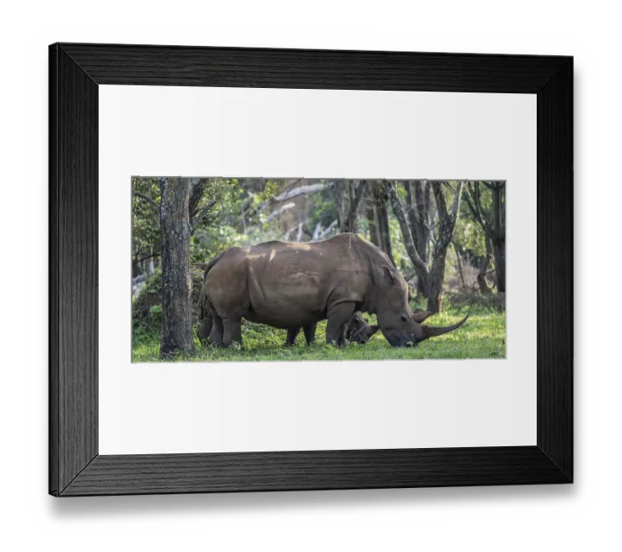 Framed Print : Southern white rhinoceros (Ceratotherium simum simum)