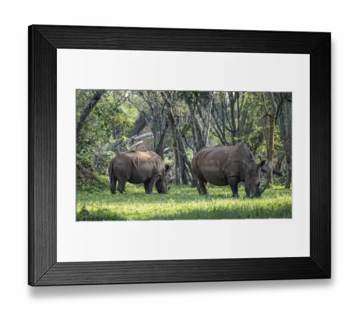 Framed Print : Two animals, Southern white rhinoceros (Ceratotherium simum simum)