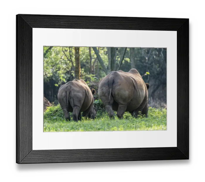 Framed Print : Two animals from behind, Southern white rhinoceros (Ceratotherium simum simum) Framed Print : Two animals from behind, Southern white rhinoceros (Ceratotherium simum simum)