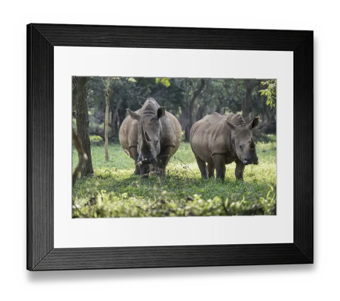 Framed Print : Two animals, Southern white rhinoceros (Ceratotherium simum simum) Framed Print : Two animals, Southern white rhinoceros (Ceratotherium simum simum)