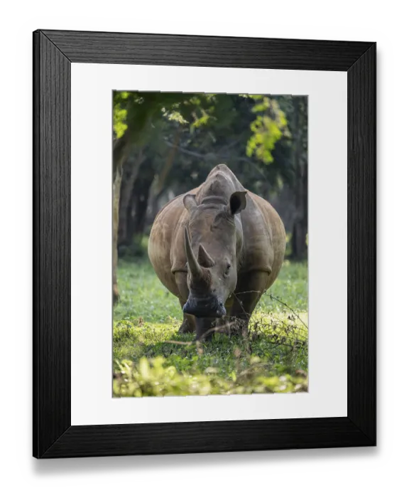Framed Print : Southern white rhinoceros (Ceratotherium simum simum) Framed Print : Southern white rhinoceros (Ceratotherium simum simum)