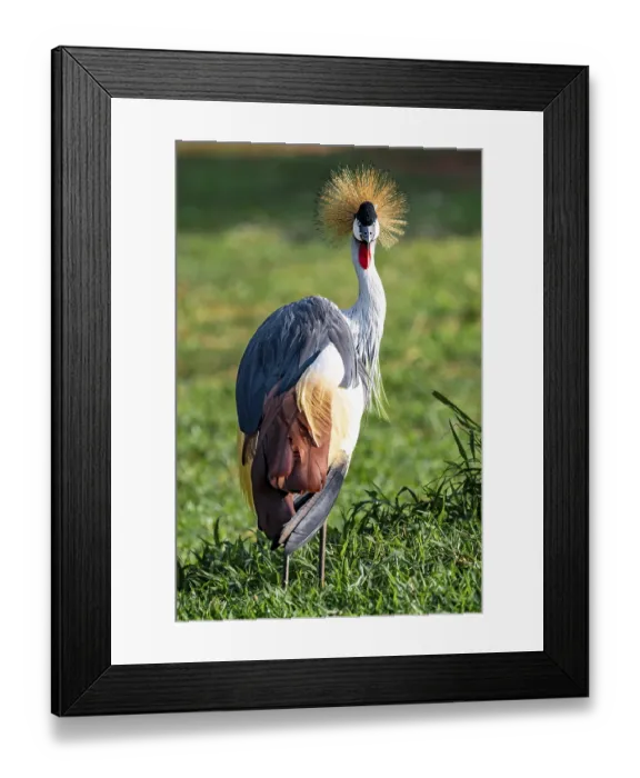Framed Print : South African crowned crane (Balearica regulorum)
