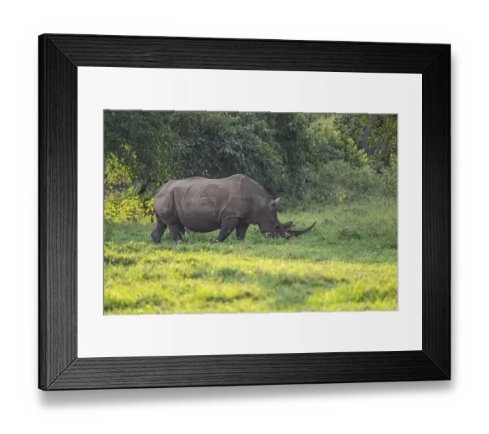 Framed Print : Southern white rhinoceros (Ceratotherium simum simum) Framed Print : Southern white rhinoceros (Ceratotherium simum simum)