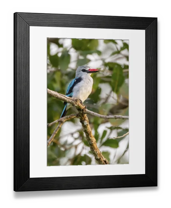 Framed Print : Senegal Kingfisher (Halcyon senegalensis) on a branch Framed Print : Senegal Kingfisher (Halcyon senegalensis) on a branch