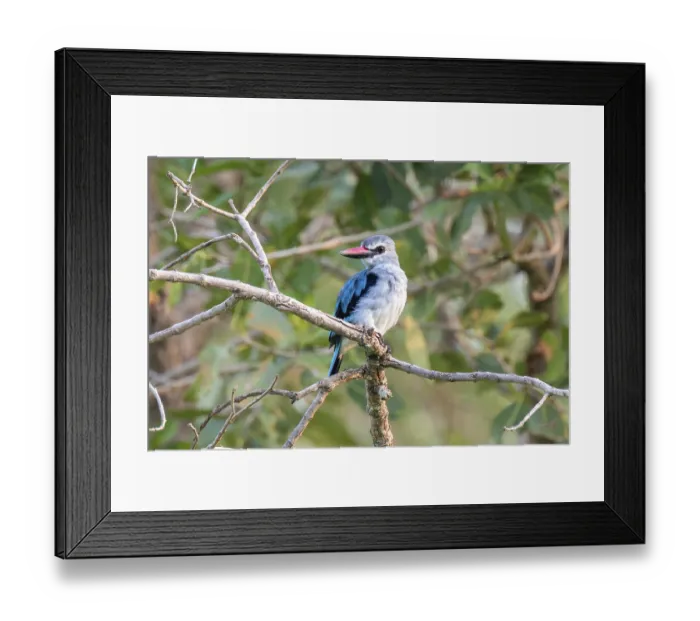 Framed Print : Senegal Kingfisher (Halcyon senegalensis) on a branch Framed Print : Senegal Kingfisher (Halcyon senegalensis) on a branch