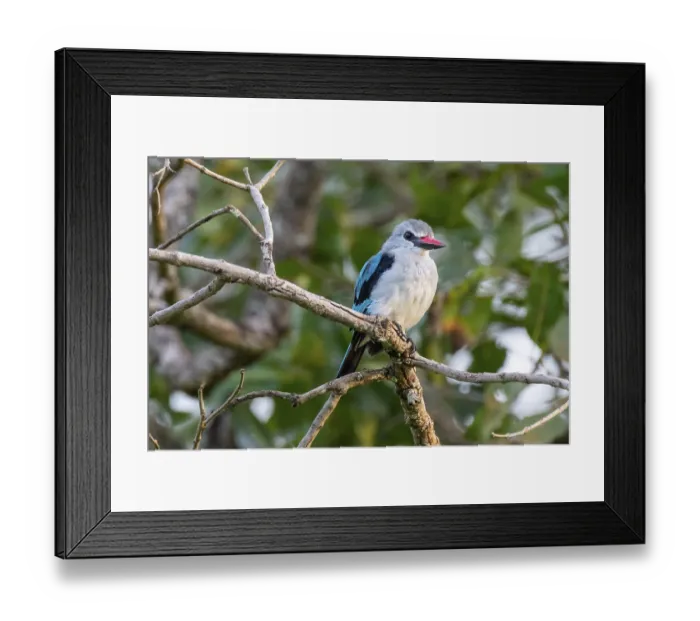 Framed Print : Senegal Kingfisher (Halcyon senegalensis) on a branch
