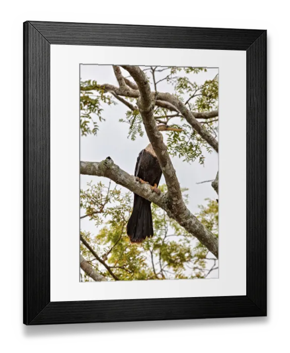 Framed Print : A bird sits on a branch, surrounded by green foliage and a bright sky in the background