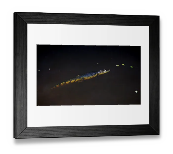 Framed Print : A crocodile swims calmly in the dark water