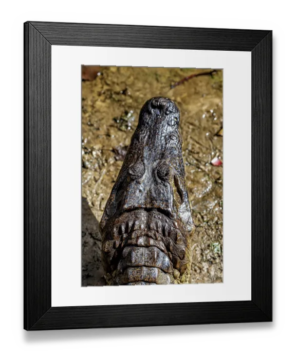 Framed Print : Frontal view of a crocodile on earth with focussed head