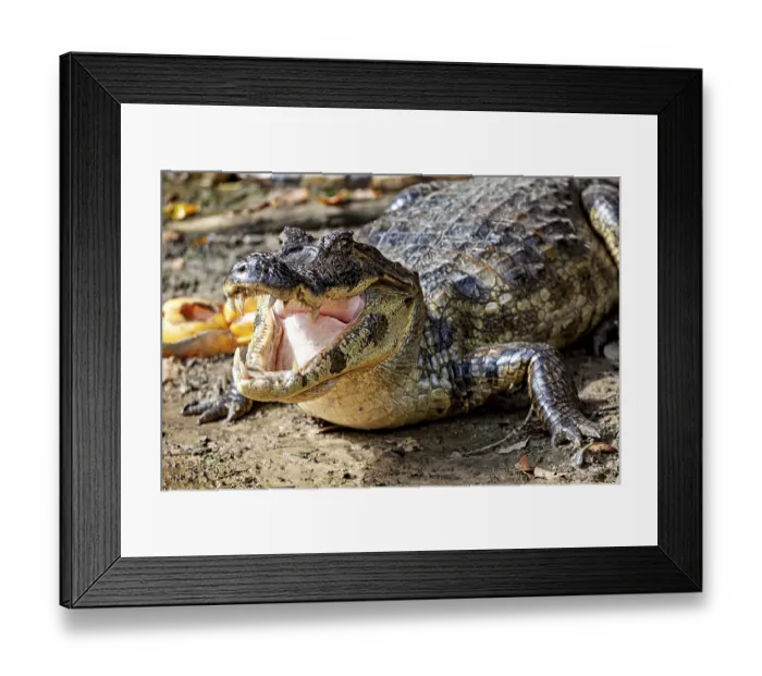 Framed Print : A crocodile lies on the ground with its mouth open and shows its teeth