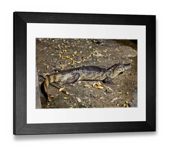 Framed Print : Crocodile lying on its side on earthy ground