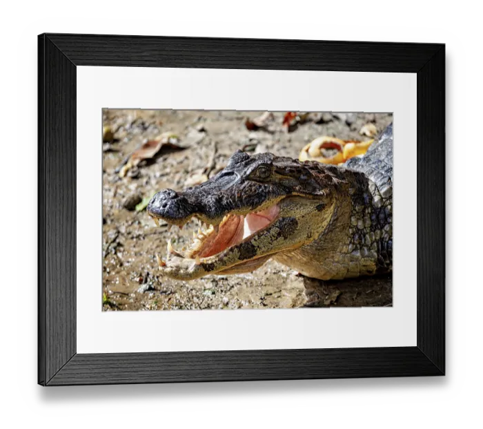 Framed Print : Close-up of a crocodile lying on its side with its mouth open