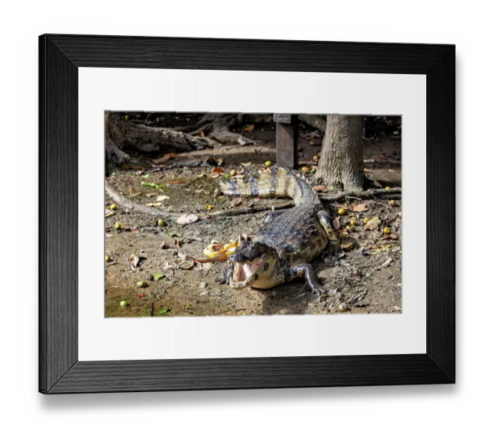 Framed Print : A crocodile lies on a forest floor with foliage and shade Framed Print : A crocodile lies on a forest floor with foliage and shade