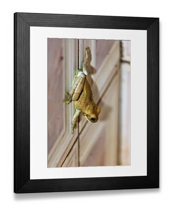 Framed Print : A frog climbs up a wooden wall and shows green and brown colours