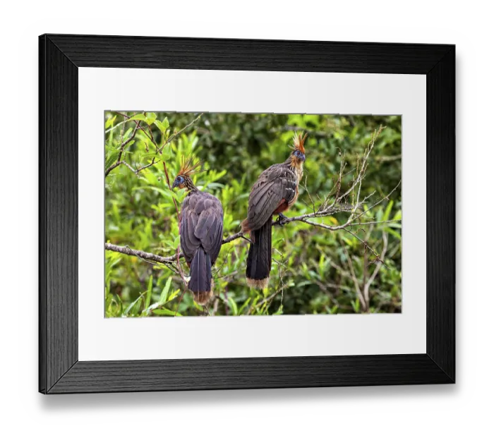 Framed Print : Two birds with feathered caps resting on branches in green surroundings