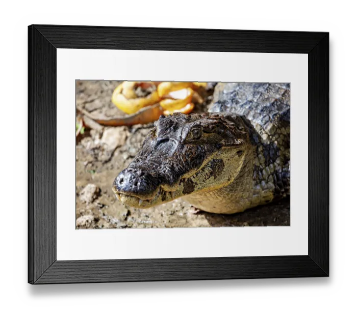 Framed Print : Close-up of a crocodile face on the ground Framed Print : Close-up of a crocodile face on the ground