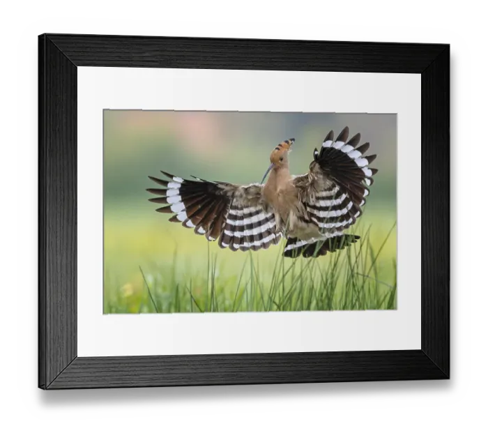 Framed Print : Hoopoe (Upupa epops) Bird of the Year 2022