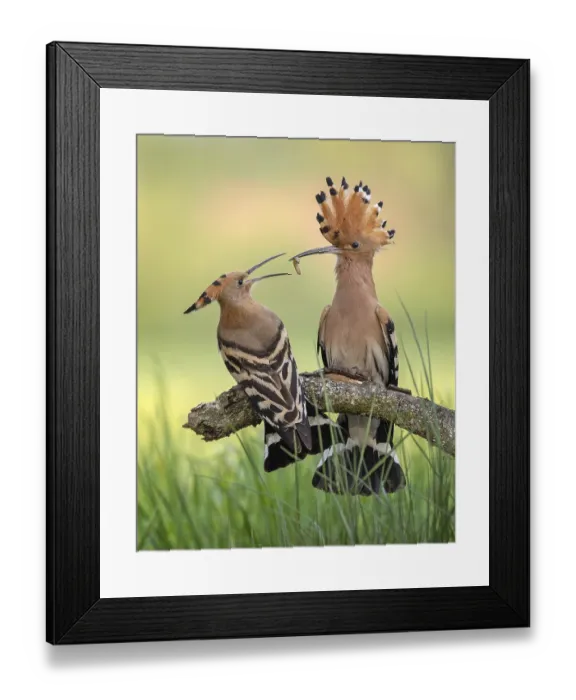 Framed Print : Hoopoe (Upupa epops) Bird of the Year 2022