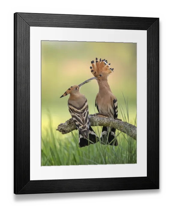 Framed Print : Hoopoe (Upupa epops) Bird of the Year 2022