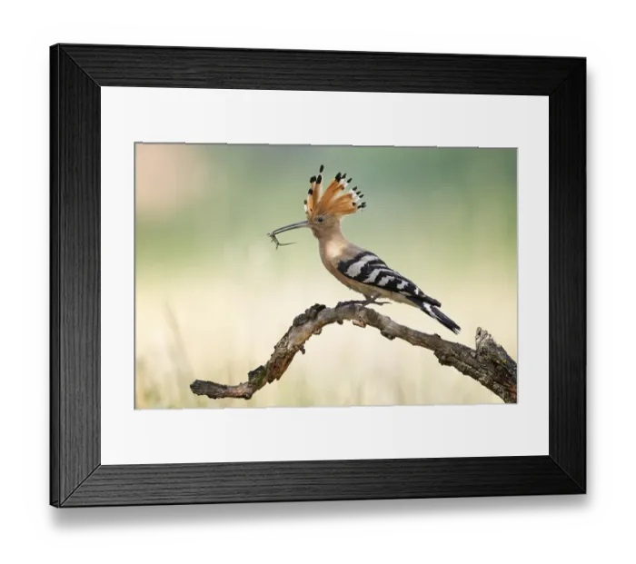 Framed Print : Hoopoe (Upupa epops) Bird of the Year 2022
