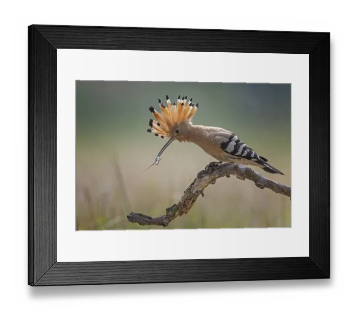 Framed Print : Hoopoe (Upupa epops) Bird of the Year 2022