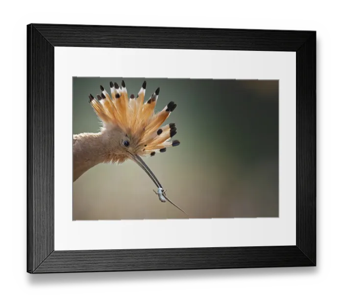 Framed Print : Hoopoe (Upupa epops) Bird of the Year 2022