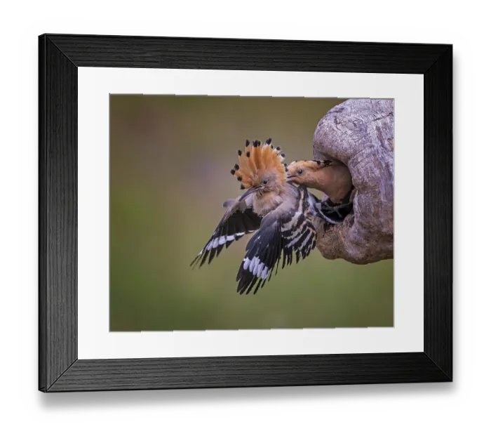 Framed Print : Hoopoe (Upupa epops) Bird of the Year 2022