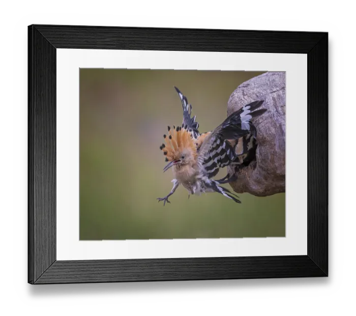 Framed Print : Hoopoe (Upupa epops) Bird of the Year 2022