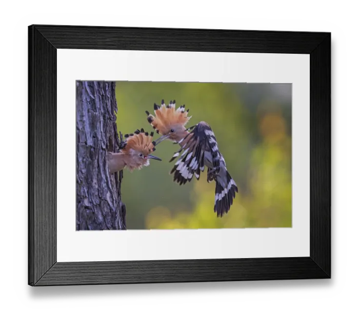 Framed Print : Hoopoe (Upupa epops) Bird of the Year 2022