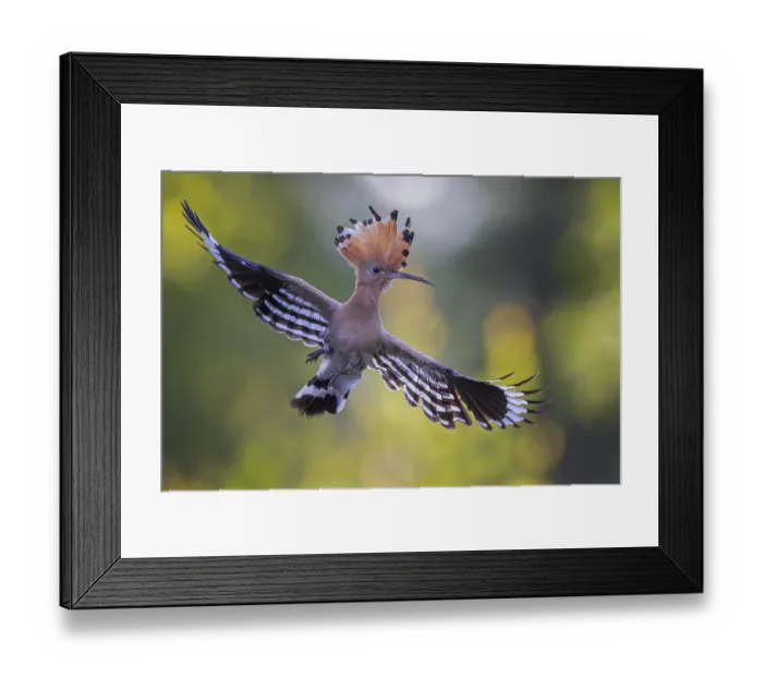 Framed Print : Hoopoe (Upupa epops) Bird of the Year 2022 Framed Print : Hoopoe (Upupa epops) Bird of the Year 2022